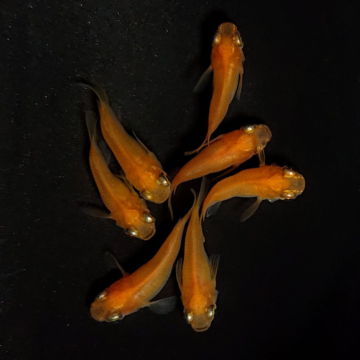 【現物】紅帝だるま　7匹　オス3メス4　4360
