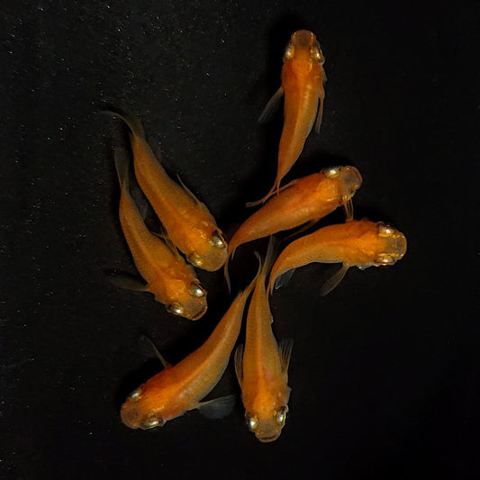 【現物】紅帝だるま　7匹　オス3メス4　4360