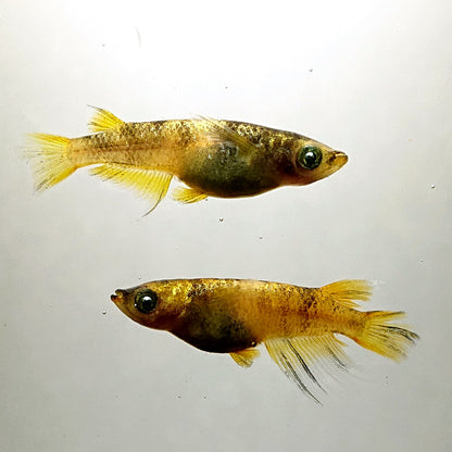 【現物】金閣　6匹　オス2メス4　4367