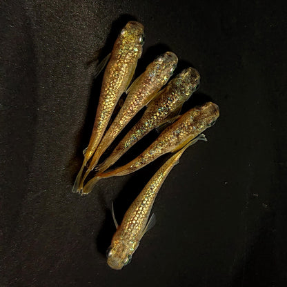 【現物】金箔和墨 強ラメtype　5匹　オス3メス2　4363