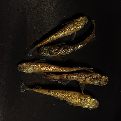 【現物】金箔和墨 強ラメtype　5匹　オス3メス2　4363