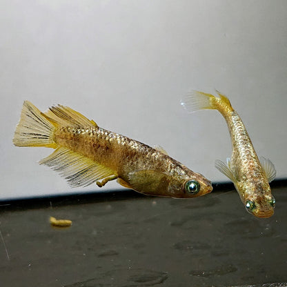 【現物】金箔和墨 ブルーラメ　3匹　オス2メス1　両眼アースアイ　4368