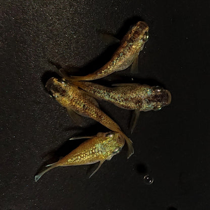 【現物】金箔和墨だるま　2ペア　4375