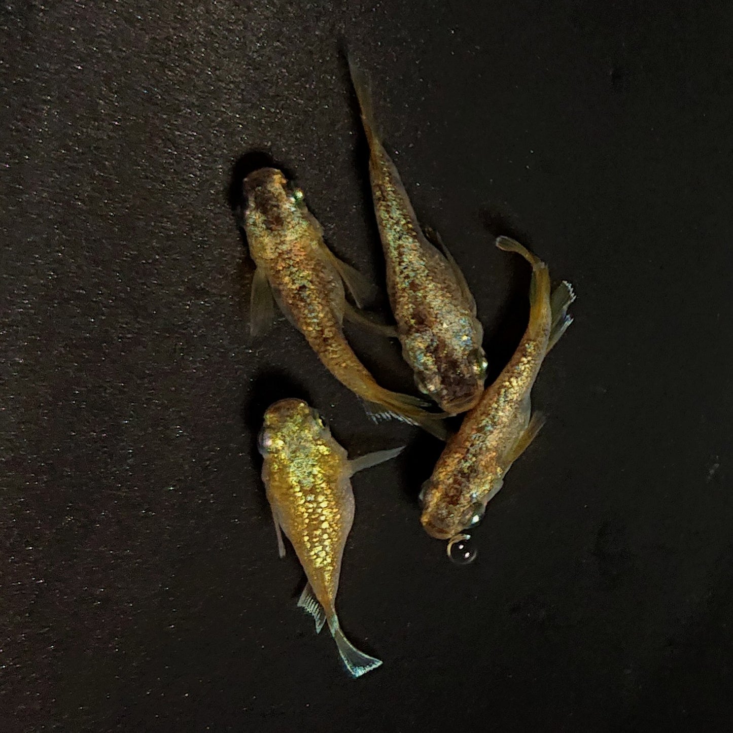 【現物】金箔和墨だるま　2ペア　4375