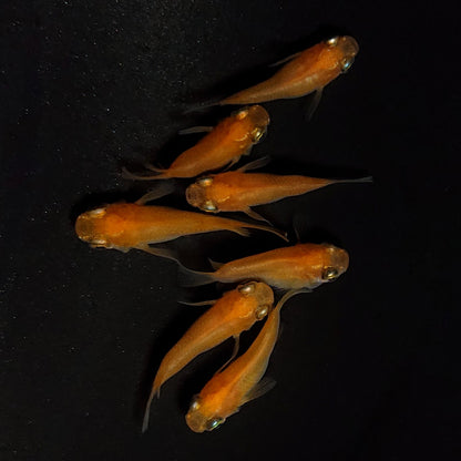 【現物】紅帝だるま　7匹　オス3メス4　4379