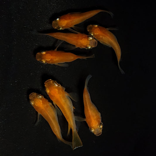【現物】紅帝だるま　7匹　オス3メス4　4379