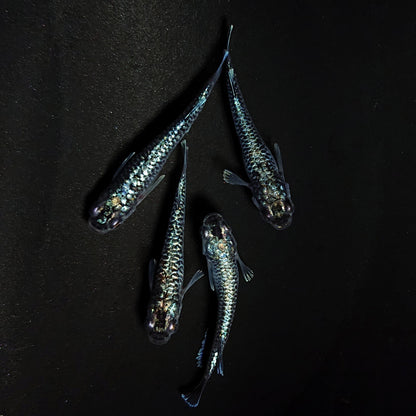 【現物】【NEW】【上物】蒼龍鱗　4匹　オス1メス3　4374