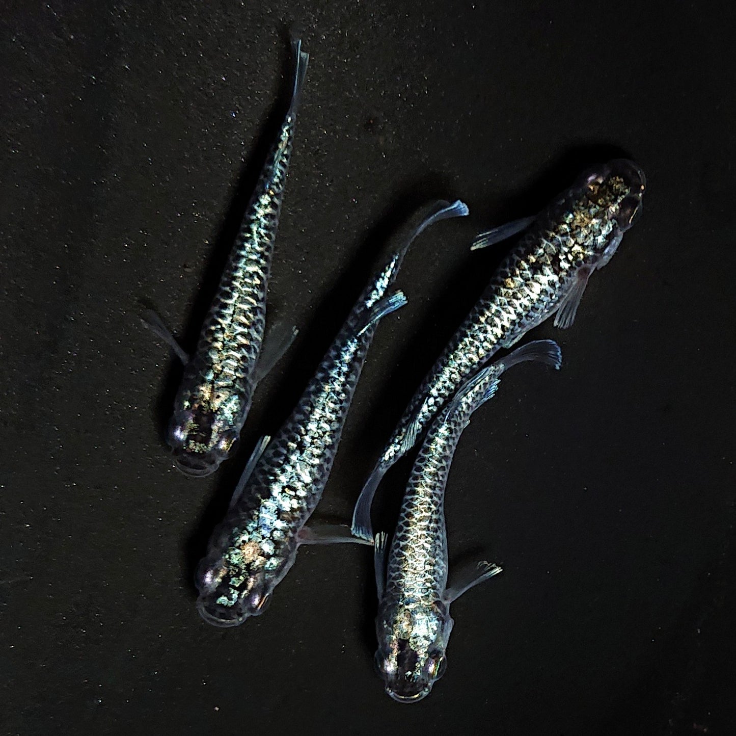 【現物】【NEW】【上物】蒼龍鱗　4匹　オス1メス3　4374