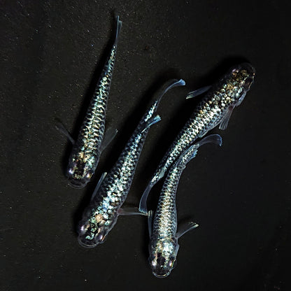【現物】【NEW】【上物】蒼龍鱗　4匹　オス1メス3　4374