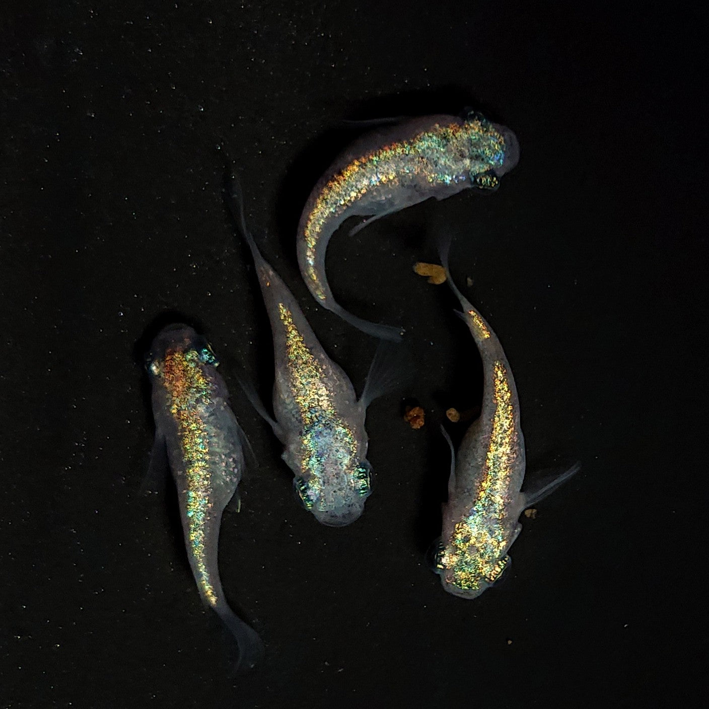 【現物】ネプチューンだるま×和墨星ラメだるま F5　2ペア　抱卵個体　4388