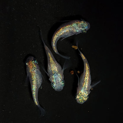 【現物】ネプチューンだるま×和墨星ラメだるま F5　2ペア　抱卵個体　4388