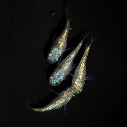 【現物】ネプチューンだるま×和墨星ラメだるま F5　2ペア　抱卵個体　4388