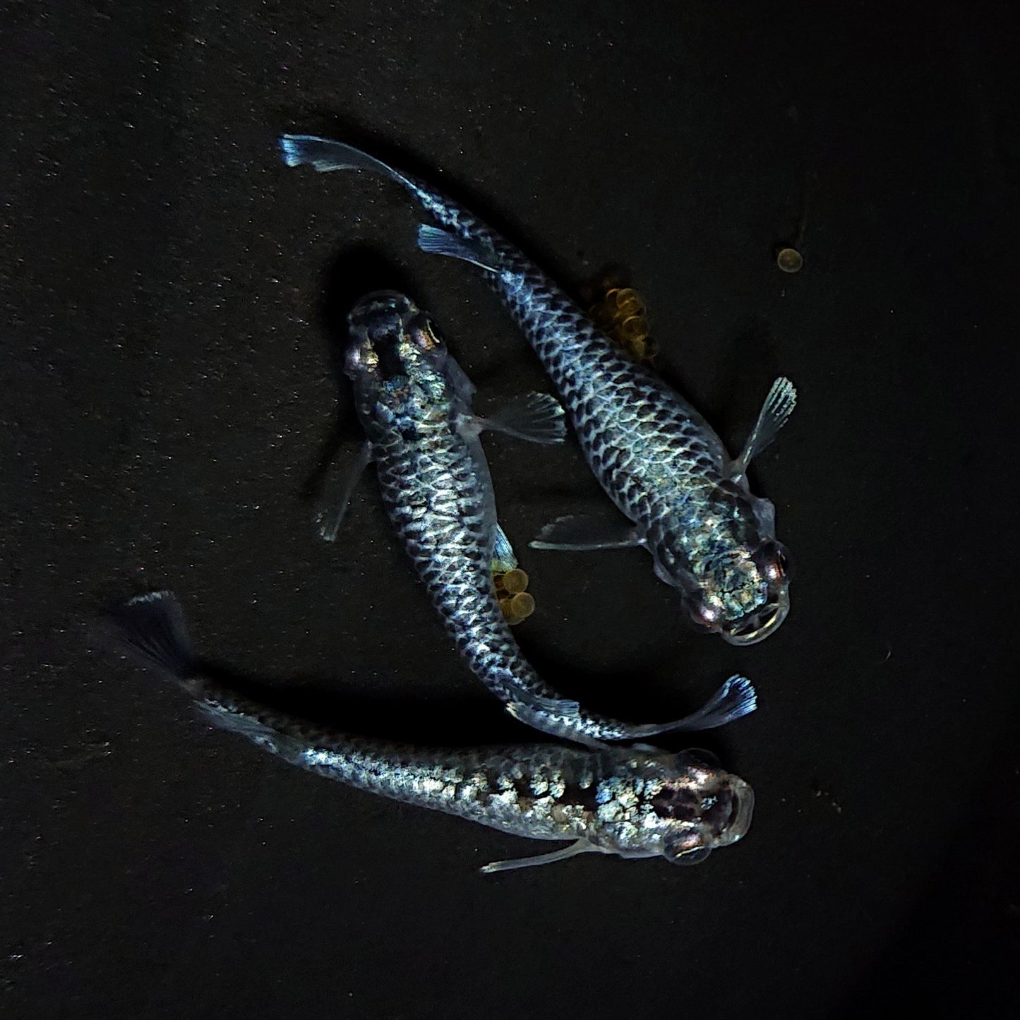 【現物】【上物】蒼龍鱗　3匹　オス1メス2　抱卵個体　4386