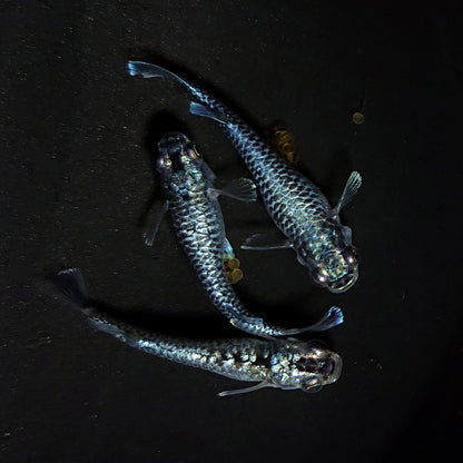 【現物】【上物】蒼龍鱗　3匹　オス1メス2　抱卵個体　4386