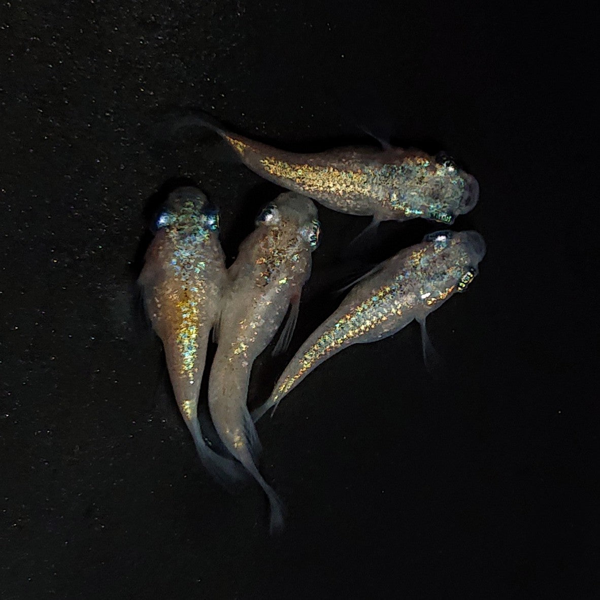 【現物】ネプチューンだるま×和墨星ラメだるま F5　2ペア　オス1匹ヒカリ体型　4393