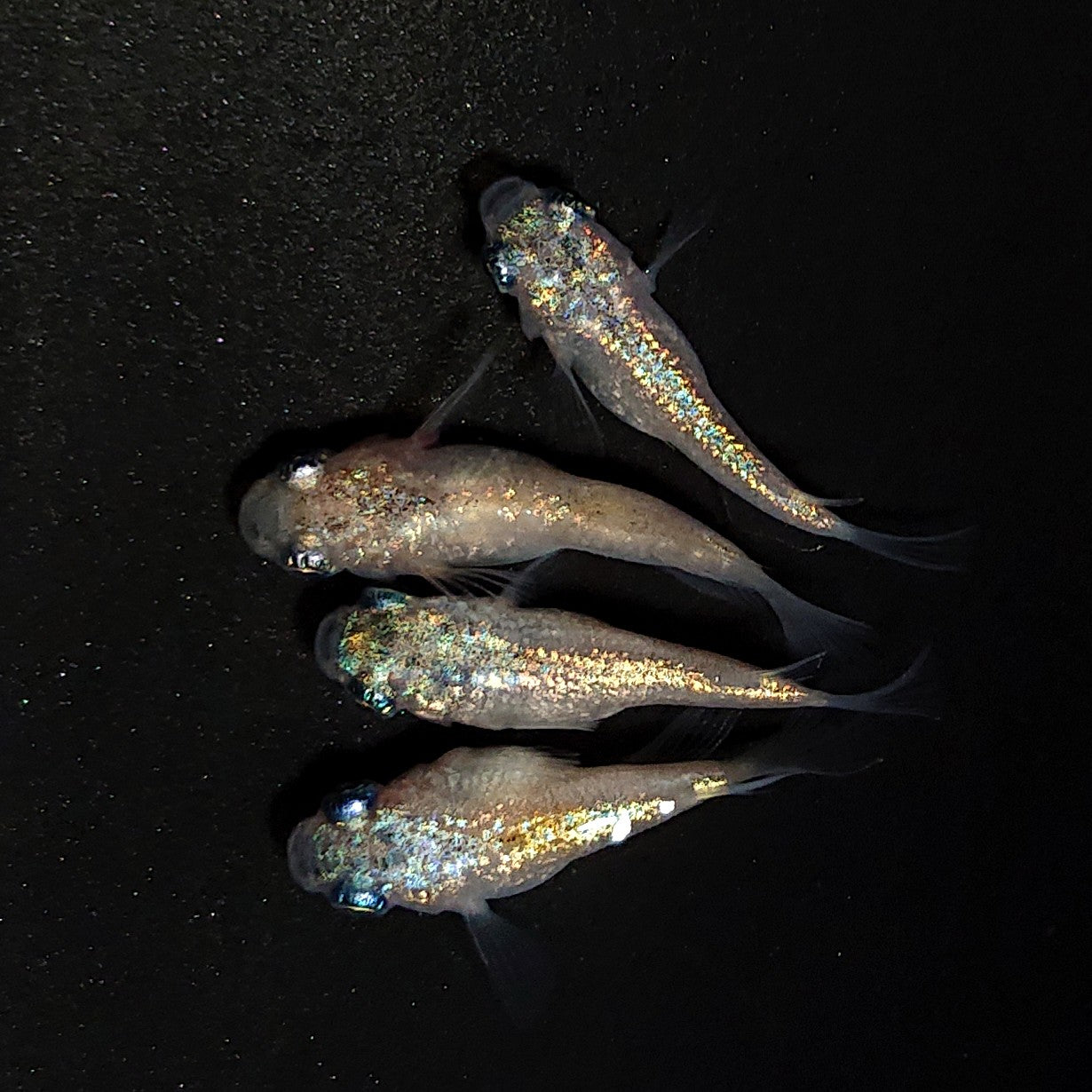 【現物】ネプチューンだるま×和墨星ラメだるま F5　2ペア　オス1匹ヒカリ体型　4393