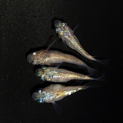 【現物】ネプチューンだるま×和墨星ラメだるま F5　2ペア　オス1匹ヒカリ体型　4393