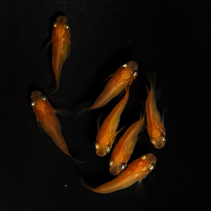 【現物】紅帝だるま　7匹　オス3メス4　4397
