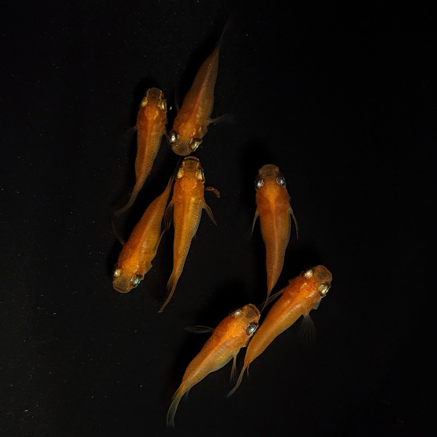 【現物】紅帝だるま　7匹　オス3メス4　4397