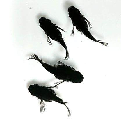 【現物】オロチ本だるま　4匹　オス1メス3　4395