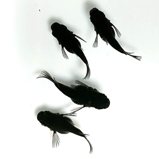 【現物】オロチ本だるま　4匹　オス1メス3　4395