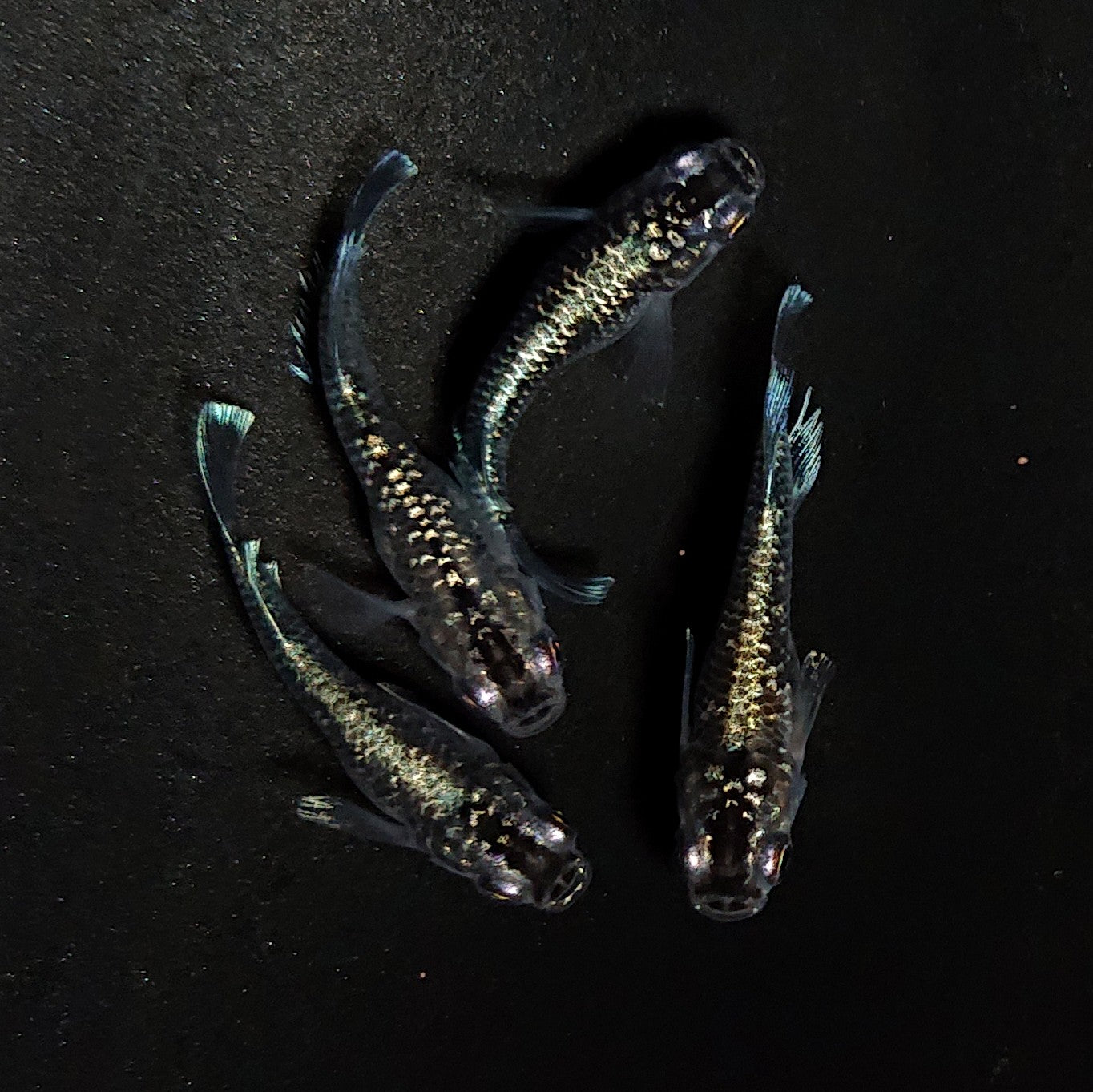 【現物】ブラックエンゼル　2ペア　4400