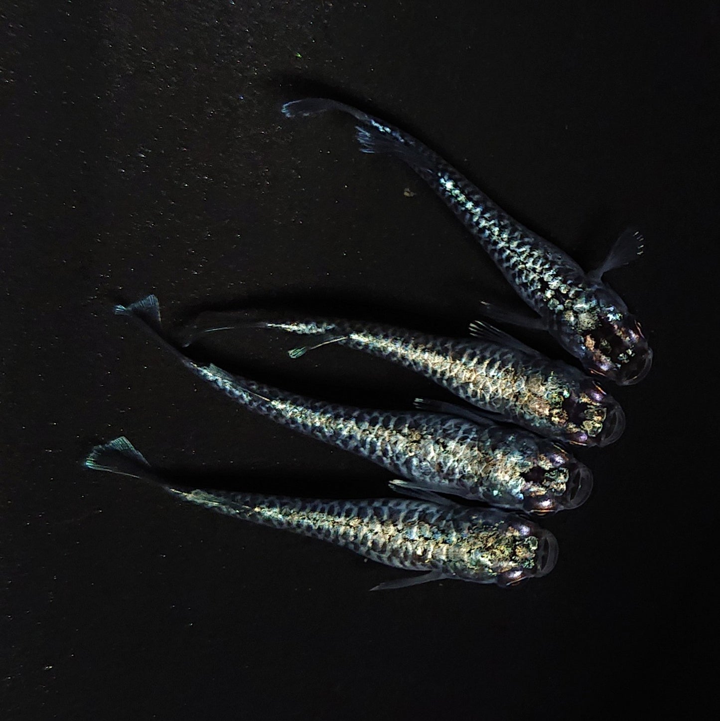【現物】【上物】蒼龍鱗　4匹　オス1メス3　抱卵個体　4406