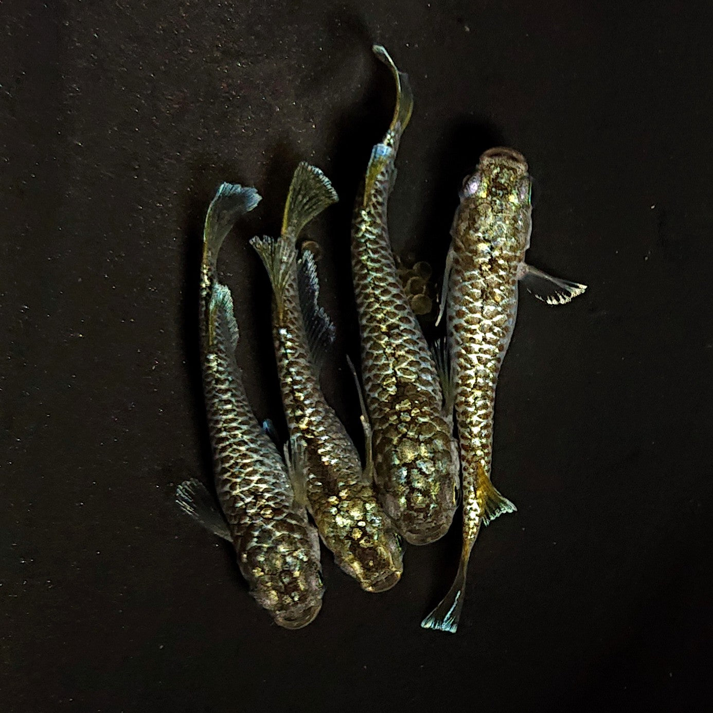 【現物】【上物】金蒼龍鱗　4匹　オス1メス3　抱卵個体　4405