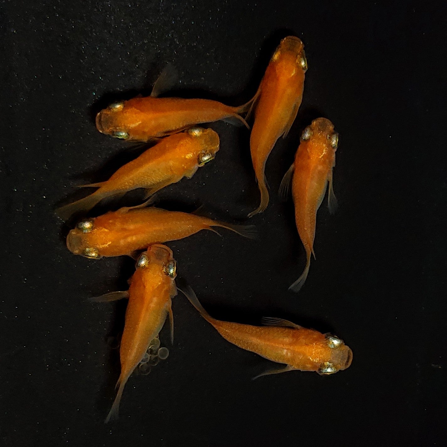 【現物】紅帝だるま　7匹　オス3メス4　4416