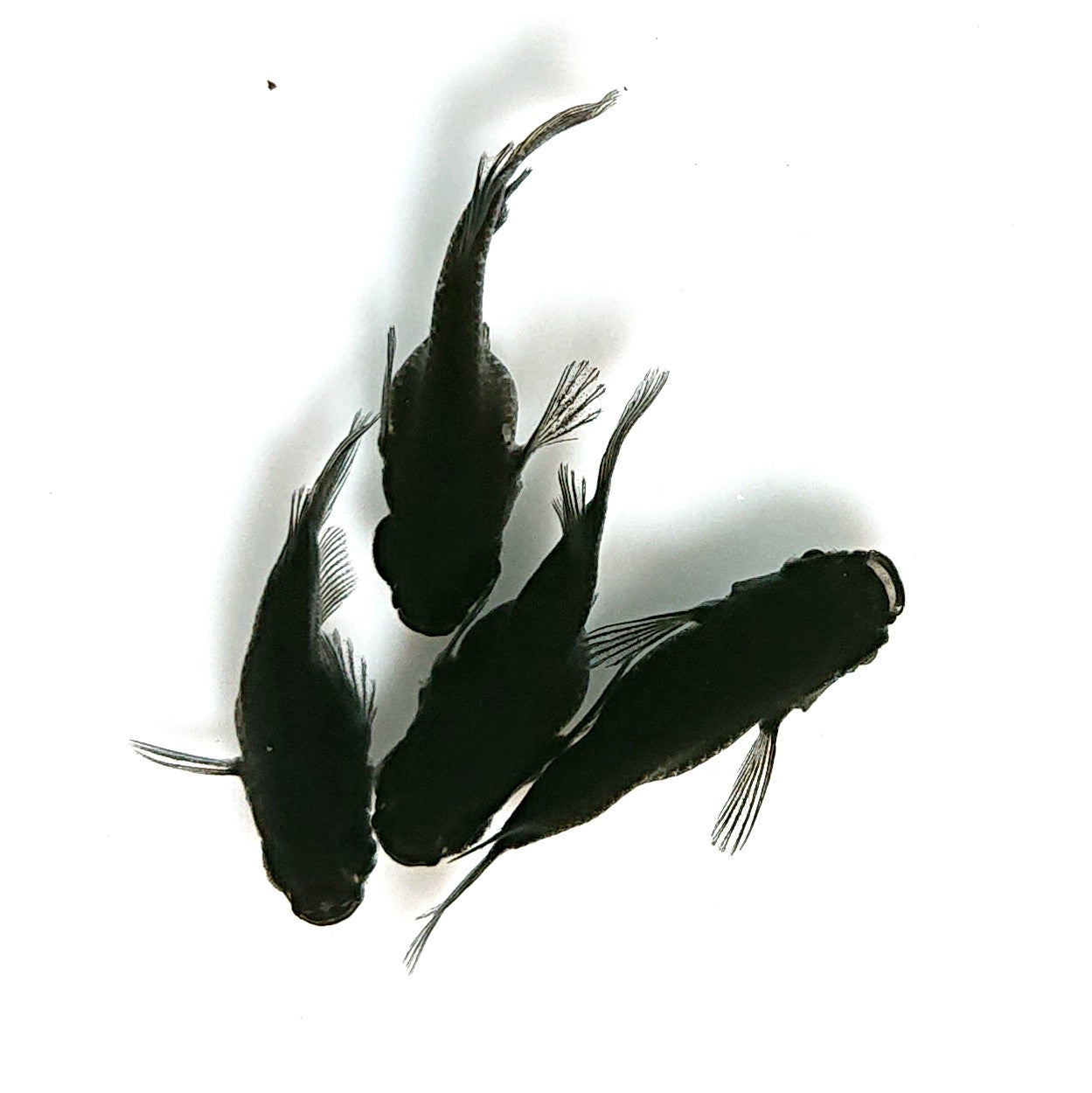 【現物】オロチ本だるま　4匹　オス1メス3　4415
