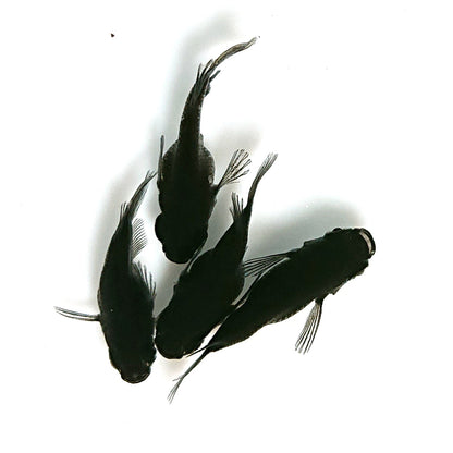 【現物】オロチ本だるま　4匹　オス1メス3　4415