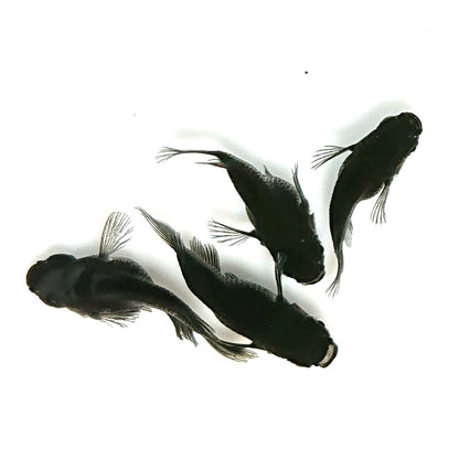 【現物】オロチ本だるま　4匹　オス1メス3　4415