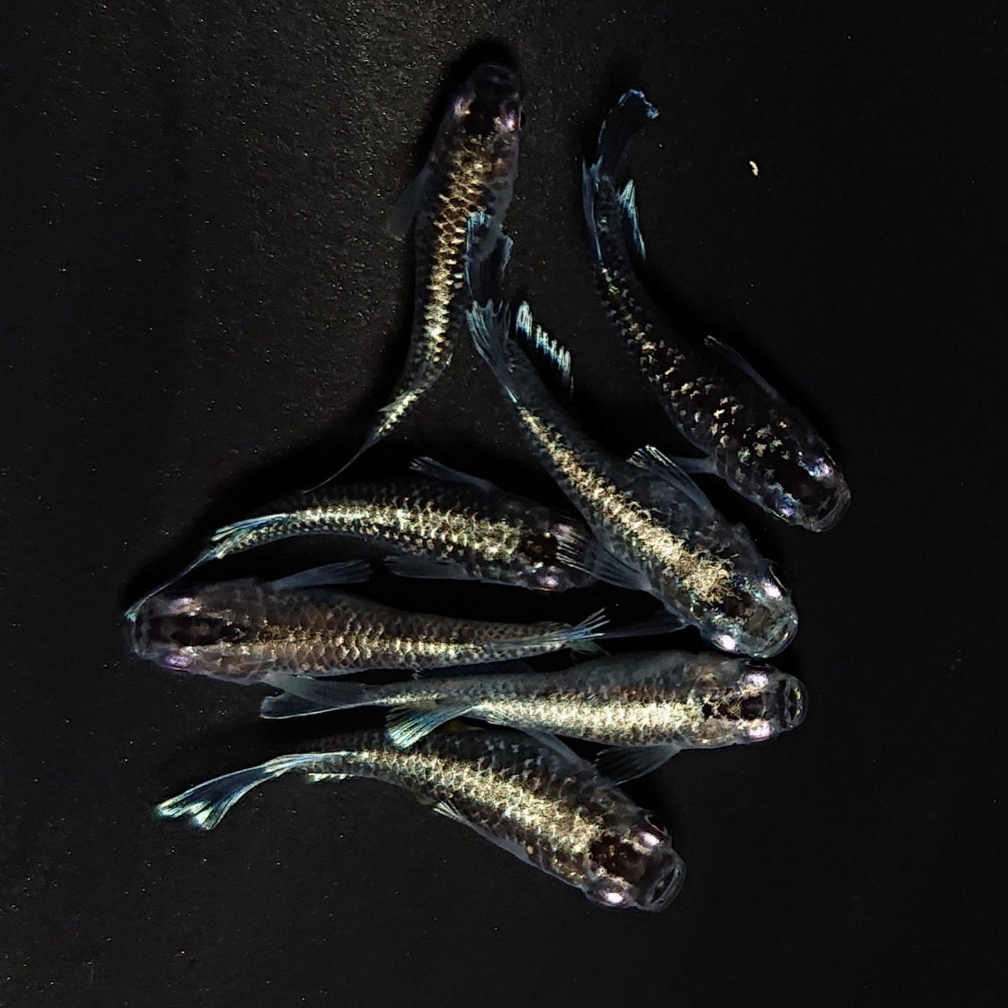 【現物】クリスタルブラック　普通体型　7匹　オス3メス4　4422