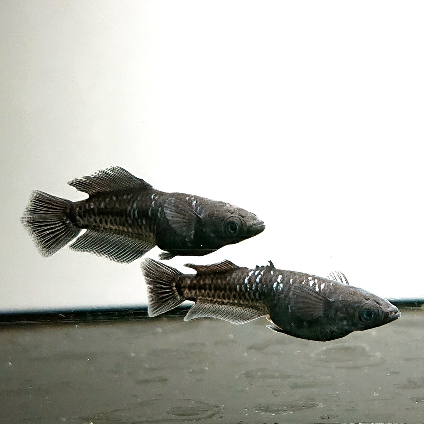 【現物】【上物】ウロボロス漆黒 カガミ鱗・ヒカリ体型　2ペア　抱卵個体　4424