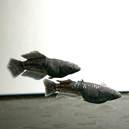 【現物】【上物】ウロボロス漆黒 カガミ鱗・ヒカリ体型　2ペア　抱卵個体　4424