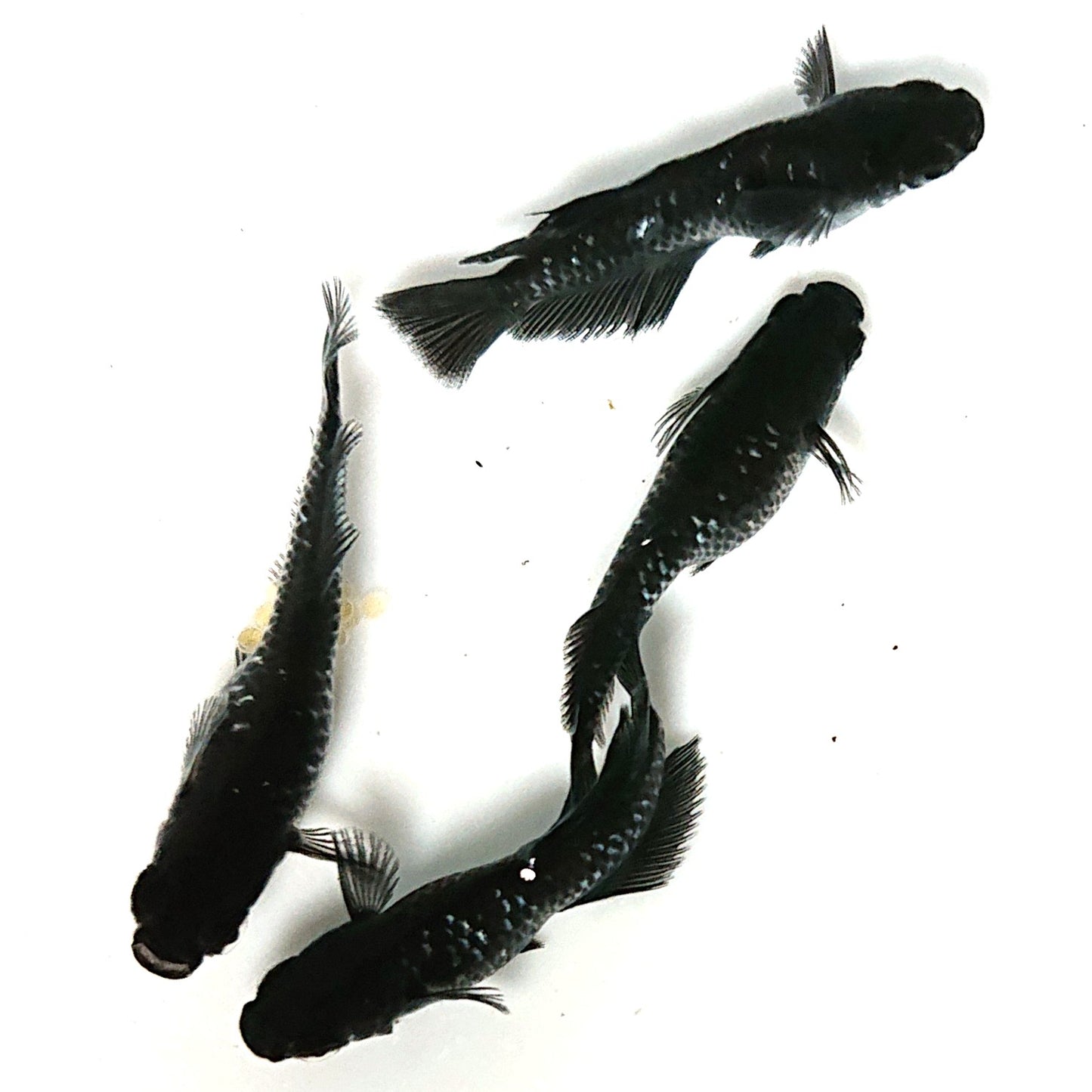 【現物】【上物】ウロボロス漆黒 カガミ鱗・ヒカリ体型　2ペア　抱卵個体　4424