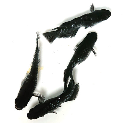 【現物】【上物】ウロボロス漆黒 カガミ鱗・ヒカリ体型　2ペア　抱卵個体　4424