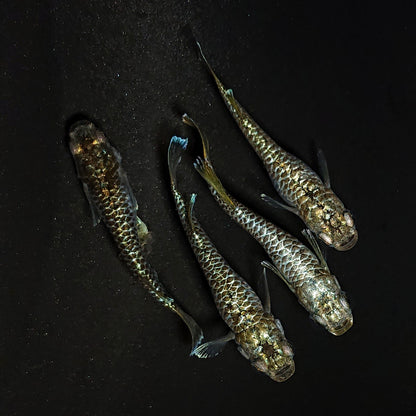 【現物】【上物】金蒼龍鱗　4匹　オス1メス3　抱卵個体　4425