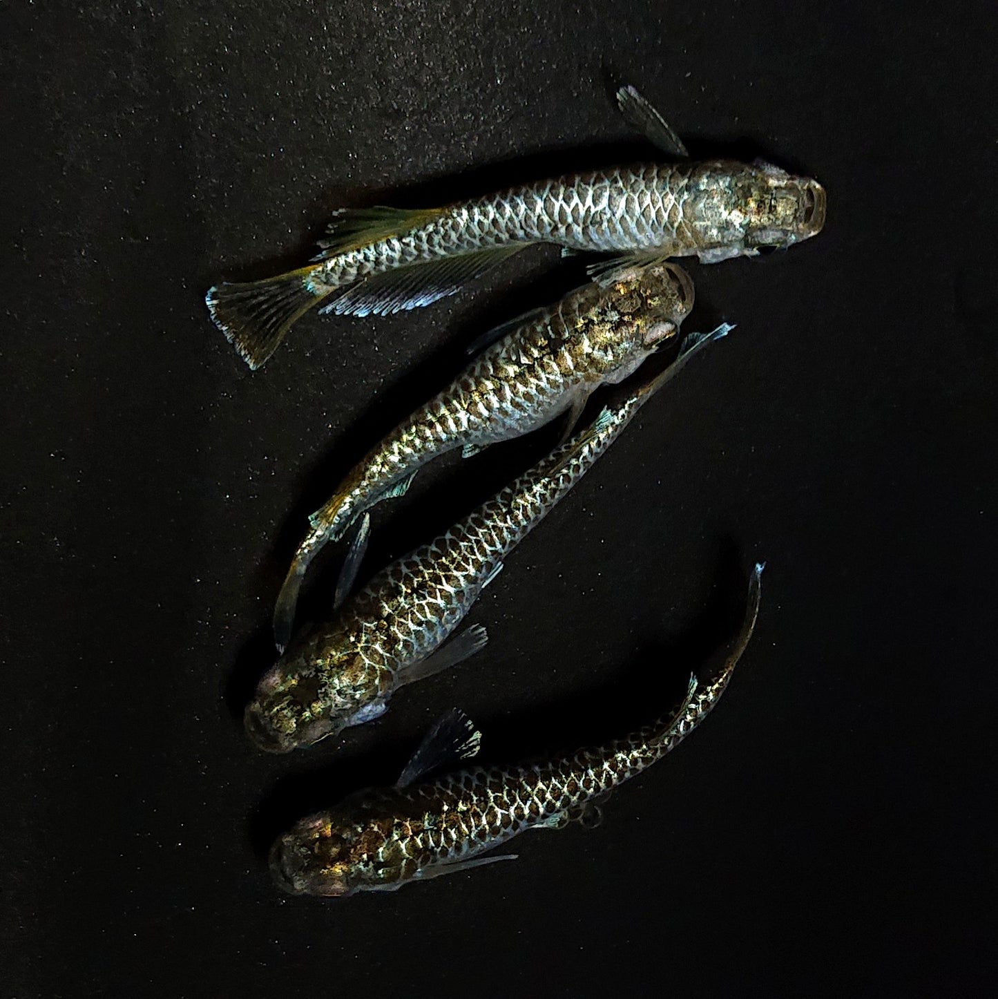 【現物】【上物】金蒼龍鱗　4匹　オス1メス3　抱卵個体　4425
