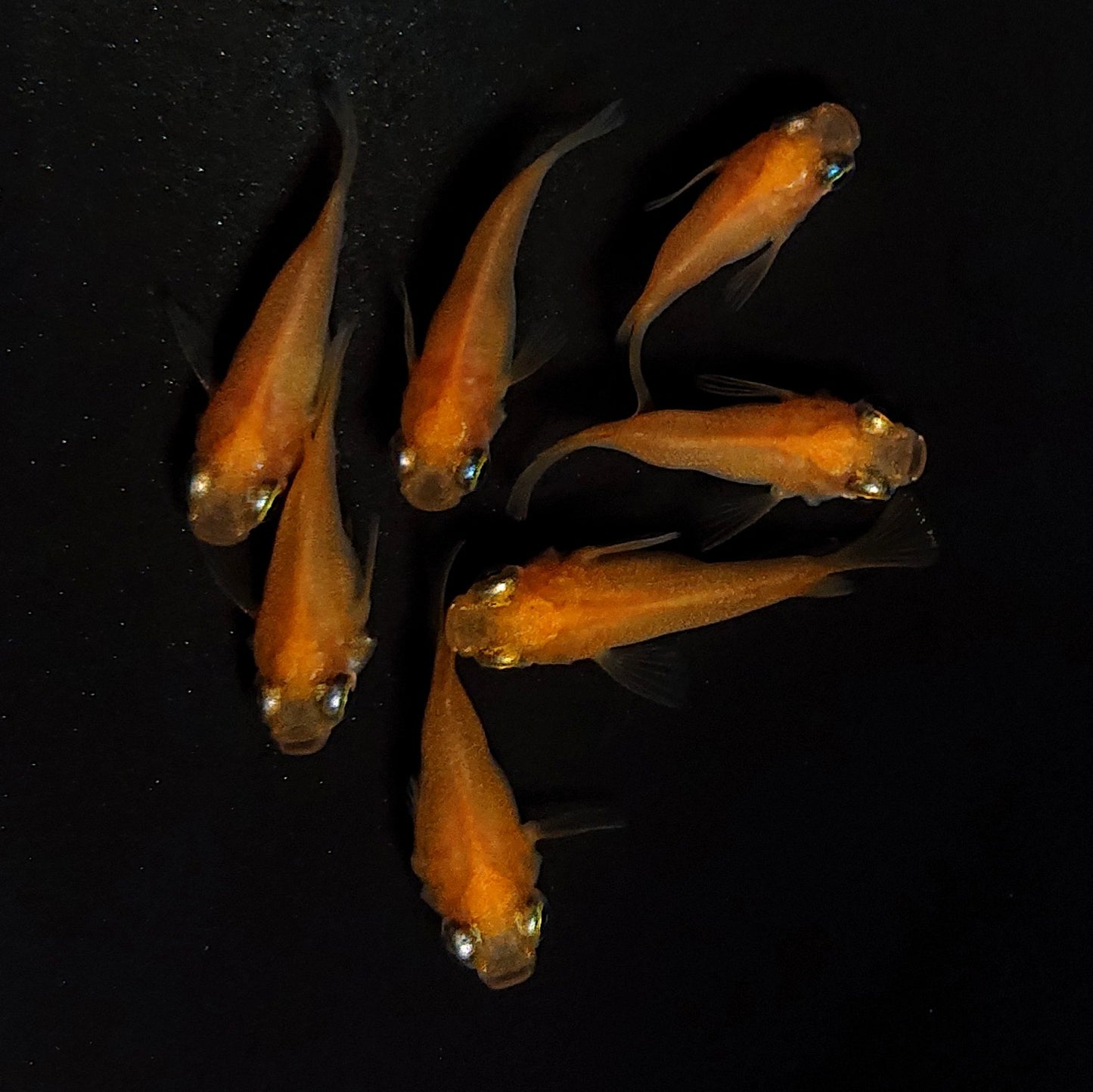 【現物】紅帝だるま　7匹　オス3メス4　4437