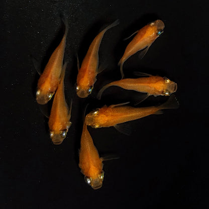 【現物】紅帝だるま　7匹　オス3メス4　4437