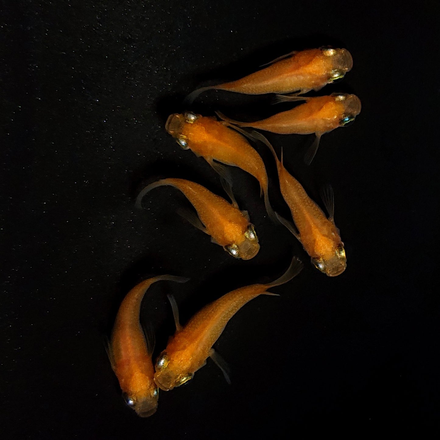 【現物】紅帝だるま　7匹　オス3メス4　4437