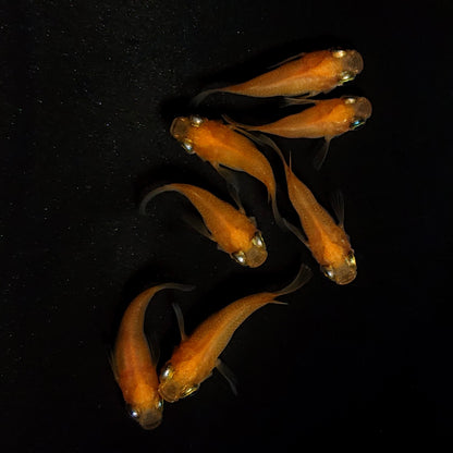 【現物】紅帝だるま　7匹　オス3メス4　4437