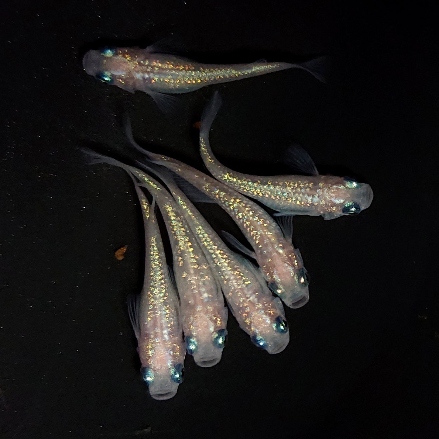 【現物】ピンクサファイア　6匹　オス2メス4　4435