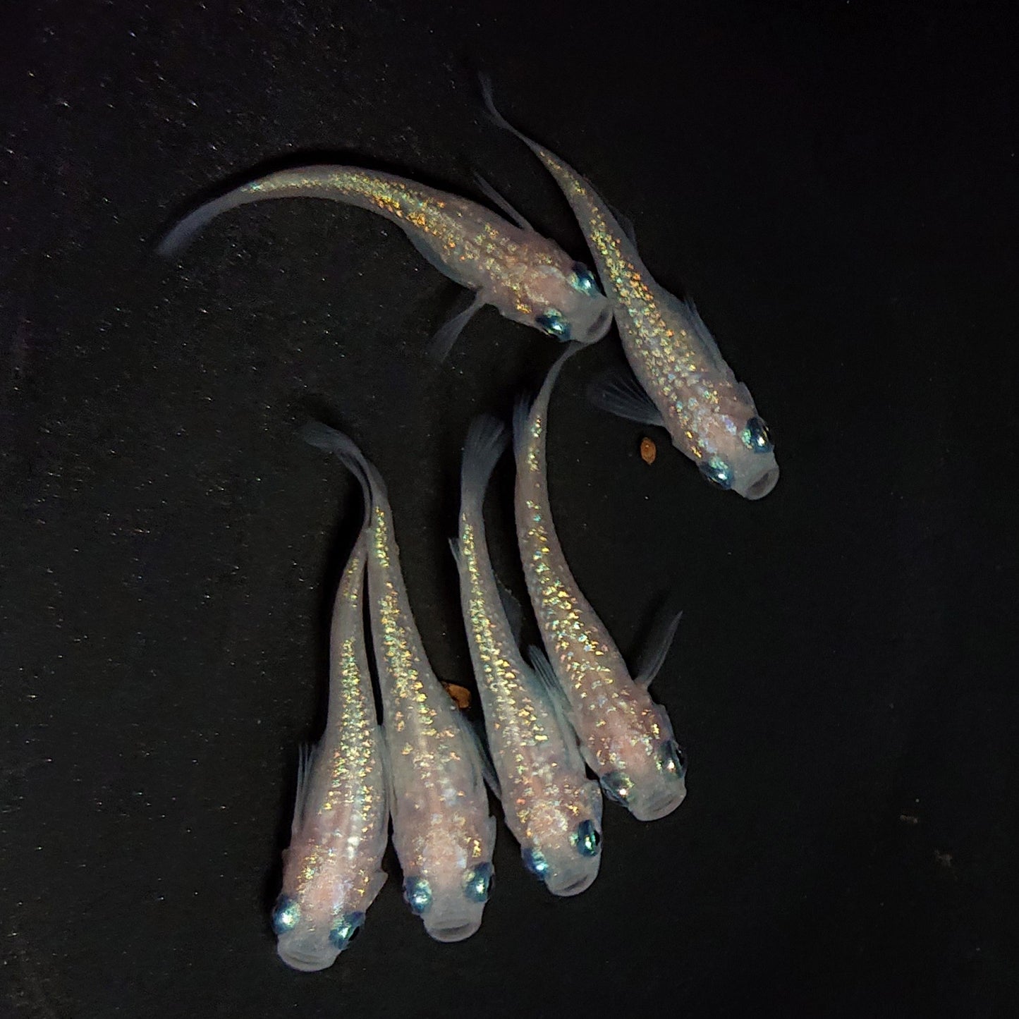 【現物】ピンクサファイア　6匹　オス2メス4　4435