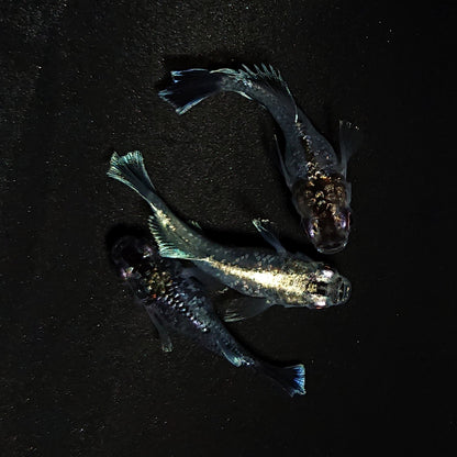 【現物】ブラックエンゼル ヒカリ体型　3匹　オス1メス2　4431