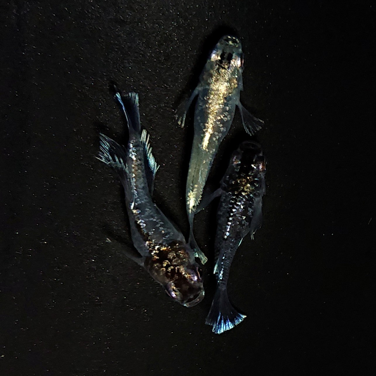 【現物】ブラックエンゼル ヒカリ体型　3匹　オス1メス2　4431