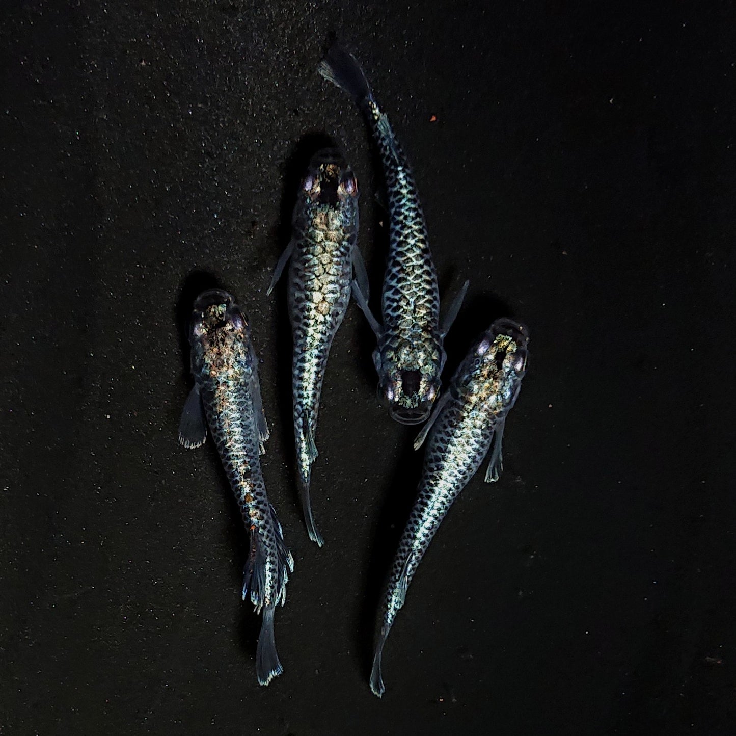 【現物】【上物】蒼龍鱗　4匹　オス1メス3　抱卵個体　4439