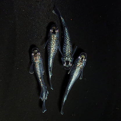 【現物】【上物】蒼龍鱗　4匹　オス1メス3　抱卵個体　4439