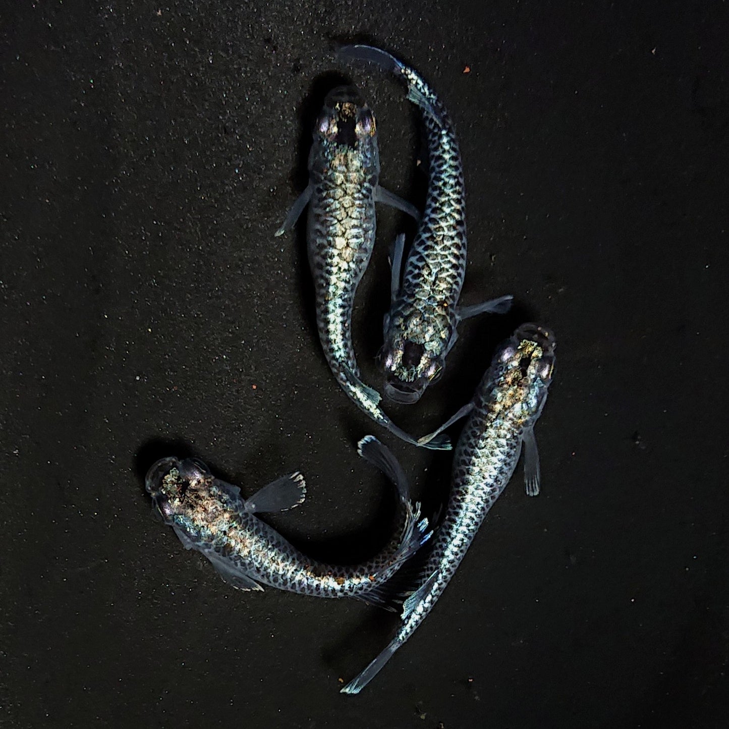 【現物】【上物】蒼龍鱗　4匹　オス1メス3　抱卵個体　4439